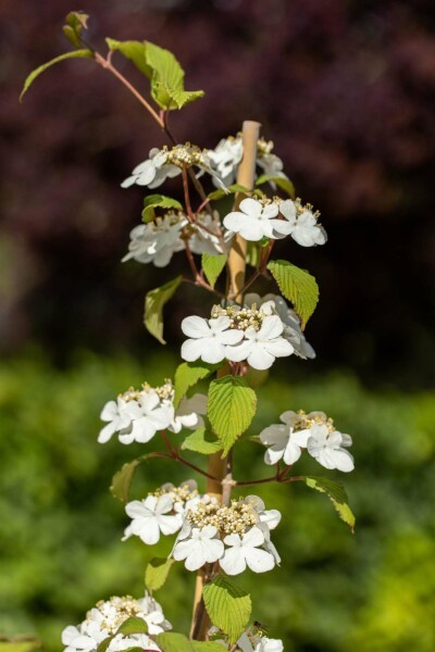 Japanischer schneeball Viburnum plicatum 'Kilimandjaro' strauch 60-80 C7,5 Viburnum plicatum 'Kilimandjaro' Strauch 60-80 cm