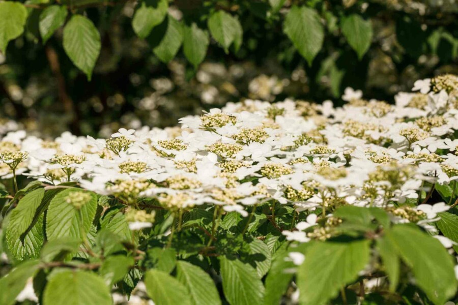 Japanischer schneeball Viburnum plicatum 'Kilimandjaro' strauch 60-80 C7,5 Viburnum plicatum 'Kilimandjaro' Strauch 60-80 cm