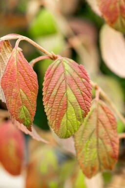 Japanischer schneeball Viburnum plicatum 'Kilimandjaro' strauch 80-100 C15 Viburnum plicatum 'Kilimandjaro' Strauch 80-100 cm