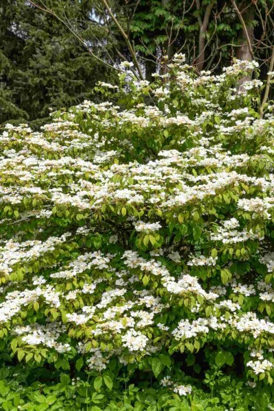Japanischer schneeball Viburnum plicatum 'Kilimandjaro Sunrise' strauch 50-60 C7 Viburnum plicatum 'Kilimandjaro Sunrise' Strauch 50-60 cm