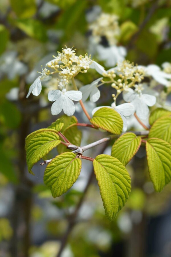 Japanischer schneeball Viburnum plicatum 'Kilimandjaro Sunrise' strauch 50-60 C7 Viburnum plicatum 'Kilimandjaro Sunrise' Strauch 50-60 cm