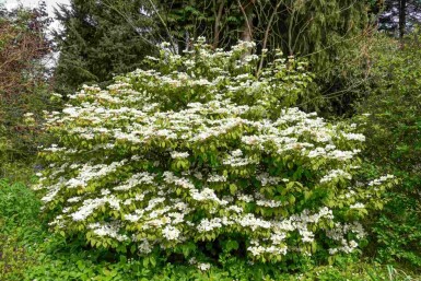Japanischer schneeball Viburnum plicatum 'Kilimandjaro Sunrise' strauch 50-60 C7 Viburnum plicatum 'Kilimandjaro Sunrise' Strauch 50-60 cm