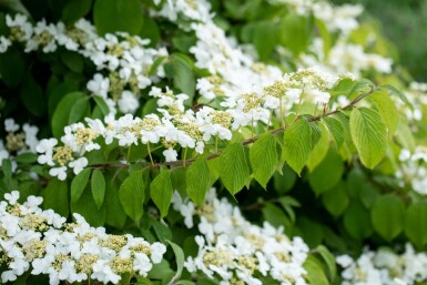 Japanischer schneeball Viburnum plicatum 'Mariesii' strauch 30-40 C3 Viburnum plicatum 'Mariesii' Strauch 30-40 cm