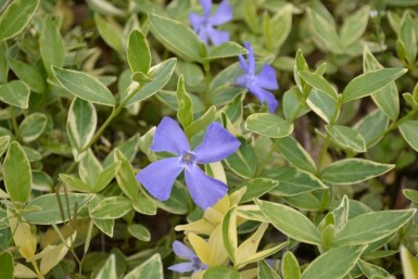 Kleinblättriges weißbuntes Immergrün Vinca minor 'Argenteovariegata' 10-15 Topf 2 ltr. (C2) Vinca minor 'Argenteovariegata'