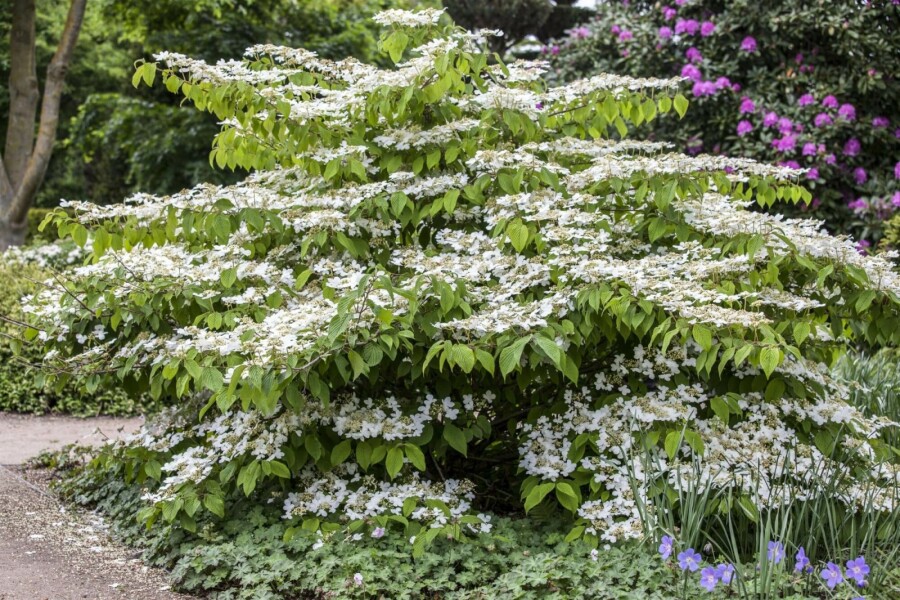 Japanischer schneeball Viburnum plicatum 'Mariesii' strauch 20-25 C3 Viburnum plicatum 'Mariesii' Strauch 20-25 cm