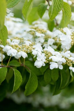 Japanischer schneeball Viburnum plicatum 'Mariesii' strauch 20-25 C3 Viburnum plicatum 'Mariesii' Strauch 20-25 cm