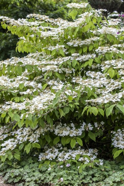 Japanischer schneeball Viburnum plicatum 'Mariesii' strauch 60-80 C10 Viburnum plicatum 'Mariesii' Strauch 60-80 cm