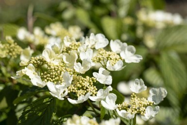 Japanischer schneeball Viburnum plicatum 'Mariesii' strauch 60-80 C10 Viburnum plicatum 'Mariesii' Strauch 60-80 cm