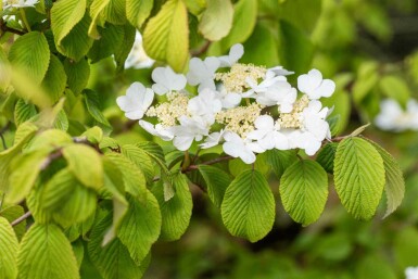 Japanischer schneeball Viburnum plicatum 'Tomentosum' strauch 50-60 C5 Viburnum plicatum 'Tomentosum' Strauch 50-60 cm