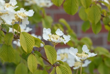 Japanischer schneeball Viburnum plicatum 'Watanabe' strauch 15-20 C2,5 Viburnum plicatum 'Watanabe' Strauch 15-20 cm