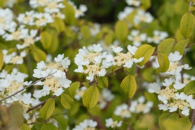 Japanischer schneeball Viburnum plicatum 'Watanabe' strauch 30-40 C3 Viburnum plicatum 'Watanabe' Strauch 30-40 cm