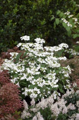Japanischer schneeball Viburnum plicatum 'Watanabe' strauch 30-40 C7,5 Viburnum plicatum 'Watanabe' Strauch 30-40 cm