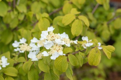 Japanischer schneeball Viburnum plicatum 'Watanabe' strauch 30-40 C7,5 Viburnum plicatum 'Watanabe' Strauch 30-40 cm