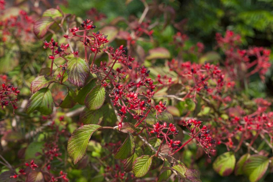 Japanischer schneeball Viburnum plicatum 'Watanabe' strauch 60-80 C7,5 Viburnum plicatum 'Watanabe' Strauch 60-80 cm