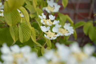 Japanischer schneeball Viburnum plicatum 'Watanabe' strauch 60-80 C7,5 Viburnum plicatum 'Watanabe' Strauch 60-80 cm
