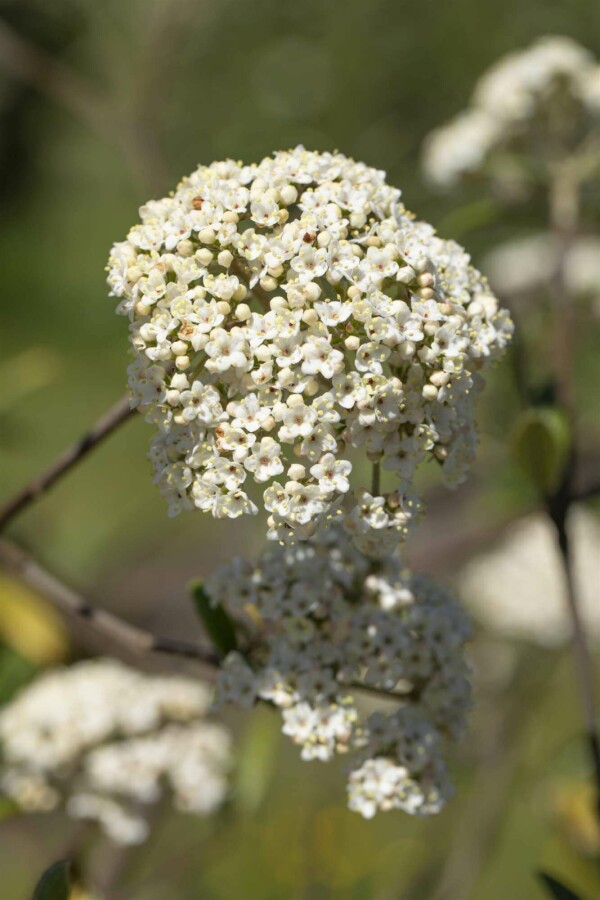 Immergrüner schneeball Viburnum 'Pragense' strauch 60-80 C12 Viburnum 'Pragense' Strauch 60-80 cm