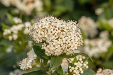 Immergrüner schneeball Viburnum 'Pragense' strauch 60-80 C12 Viburnum 'Pragense' Strauch 60-80 cm