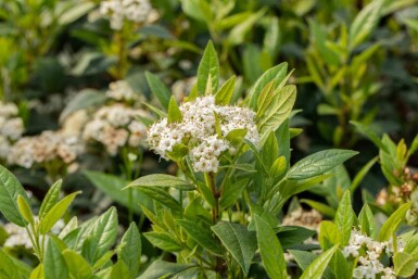 Immergrüner schneeball Viburnum 'Pragense' strauch 60-80 C12 Viburnum 'Pragense' Strauch 60-80 cm