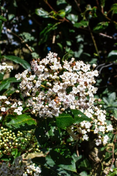 Immergrüner schneeball Viburnum tinus 'Gwenllian' strauch 40-50 C7,5 Viburnum tinus 'Gwenllian' Strauch 40-50 cm