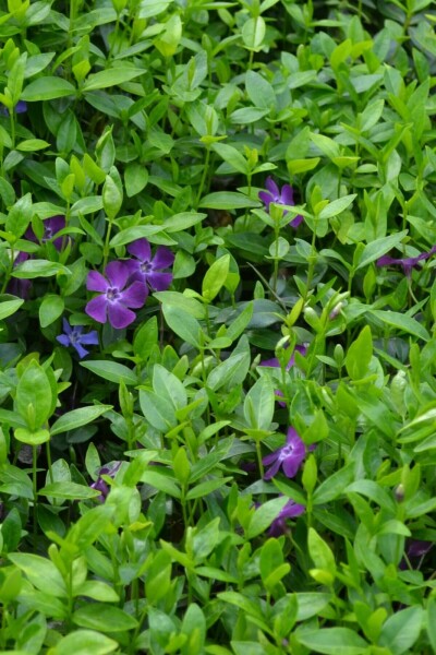 Kleinblättriges Immergrün Vinca minor 'Atropurpurea' 10-15 Topf 2 ltr. (C2) Vinca minor 'Atropurpurea'