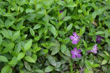 Kleinblättriges Immergrün Vinca minor 'Atropurpurea' 10-15 Topf 2 ltr. (C2) Vinca minor 'Atropurpurea'