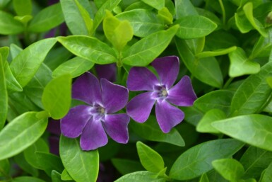 Kleinblättriges Immergrün Vinca minor 'Atropurpurea' 10-15 Topf 2 ltr. (C2) Vinca minor 'Atropurpurea'