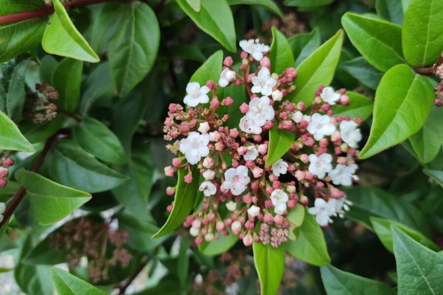 Immergrüner schneeball Viburnum tinus 'Spirit' strauch 40-45 C7,5 Viburnum tinus 'Spirit' Strauch 40-45 cm