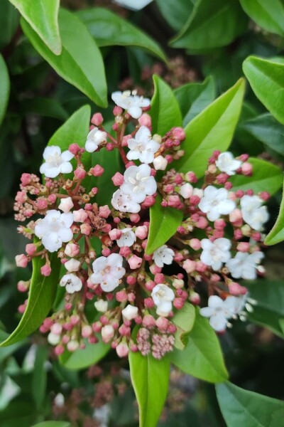 Immergrüner schneeball Viburnum tinus 'Spirit' strauch 50-60 C13 Viburnum tinus 'Spirit' Strauch 50-60 cm