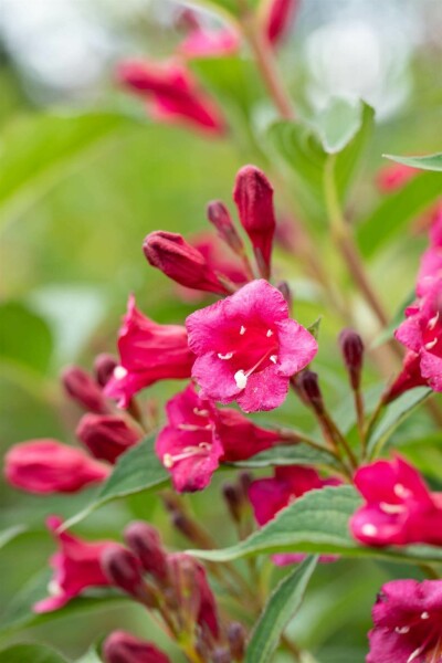 Weigelie Weigela 'Bristol Ruby' strauch 80-100 C10 Weigela 'Bristol Ruby' Strauch 80-100 cm
