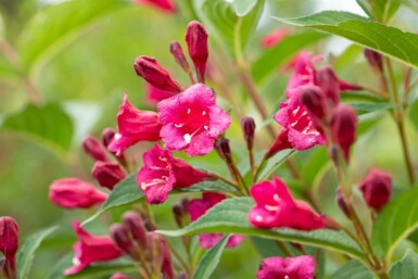 Weigelie Weigela 'Bristol Ruby' strauch 80-100 C10 Weigela 'Bristol Ruby' Strauch 80-100 cm