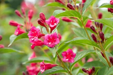 Weigelie Weigela 'Bristol Ruby' strauch 80-100 C10 Weigela 'Bristol Ruby' Strauch 80-100 cm