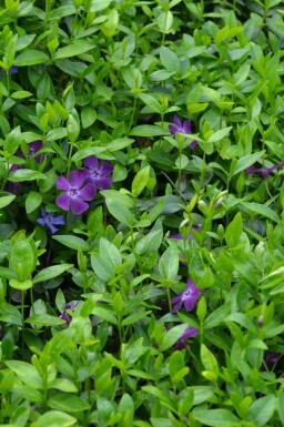 Kleinblättriges Immergrün Vinca minor 'Atropurpurea' 5-10 Topf 9x9 cm (P9) Vinca minor 'Atropurpurea'