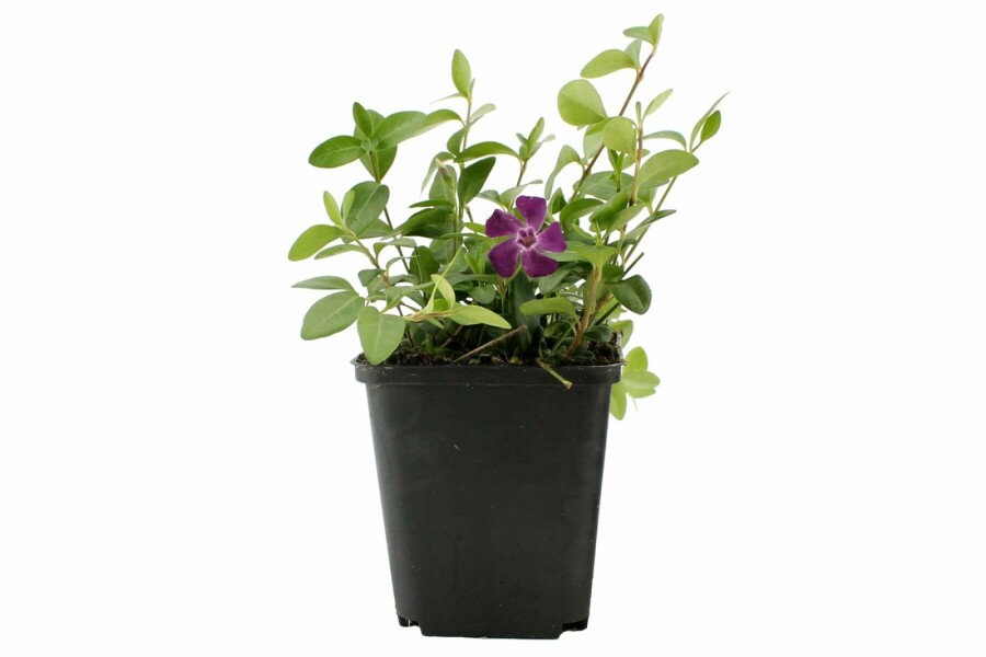 Kleinblättriges Immergrün Vinca minor 'Atropurpurea' 5-10 Topf 9x9 cm (P9) Vinca minor 'Atropurpurea'