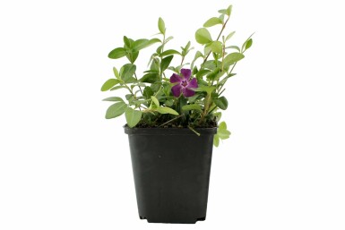 Kleinblättriges Immergrün Vinca minor 'Atropurpurea' 5-10 Topf 9x9 cm (P9) Vinca minor 'Atropurpurea'