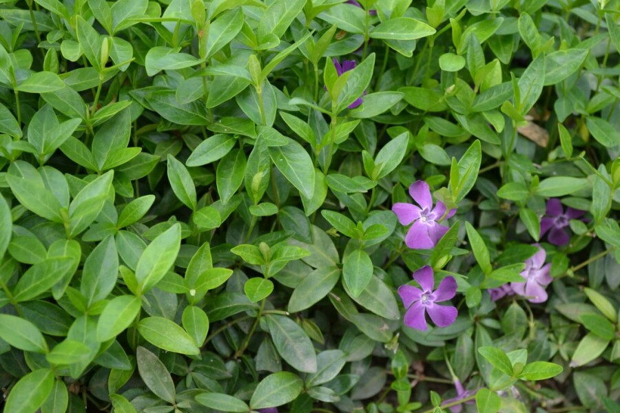 Kleinblättriges Immergrün Vinca minor 'Atropurpurea' 5-10 Topf 9x9 cm (P9) Vinca minor 'Atropurpurea'
