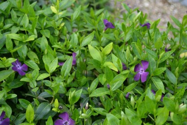 Kleinblättriges Immergrün Vinca minor 'Atropurpurea' 5-10 Topf 9x9 cm (P9)