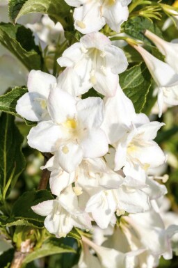 Weigelie Weigela 'Candida' strauch 40-50 C3 Weigela 'Candida' Strauch 40-50 cm