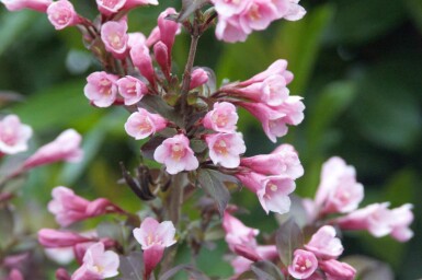 Weigelie Weigela florida 'Nana Purpurea' strauch 40-50 C10 Weigela florida 'Nana Purpurea' Strauch 40-50 cm