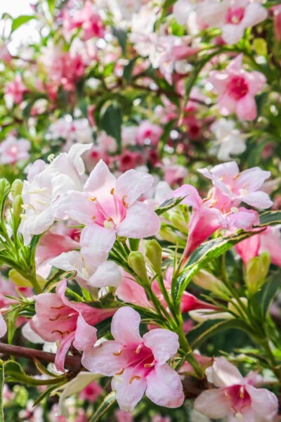 Weigelie Weigela florida 'Variegata' strauch 30-40 C3 Weigela florida 'Variegata' Strauch 30-40 cm