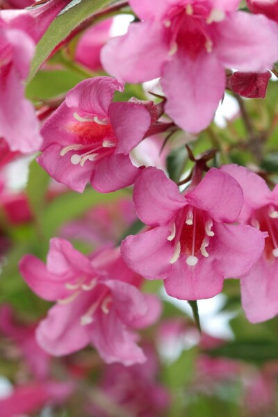 Weigelie Weigela 'Rosea' strauch 60-80 C12 Weigela 'Rosea' Strauch 60-80 cm