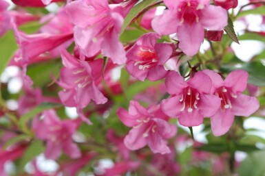 Weigelie Weigela 'Rosea' strauch 50-60 C10 Weigela 'Rosea' Strauch 50-60 cm