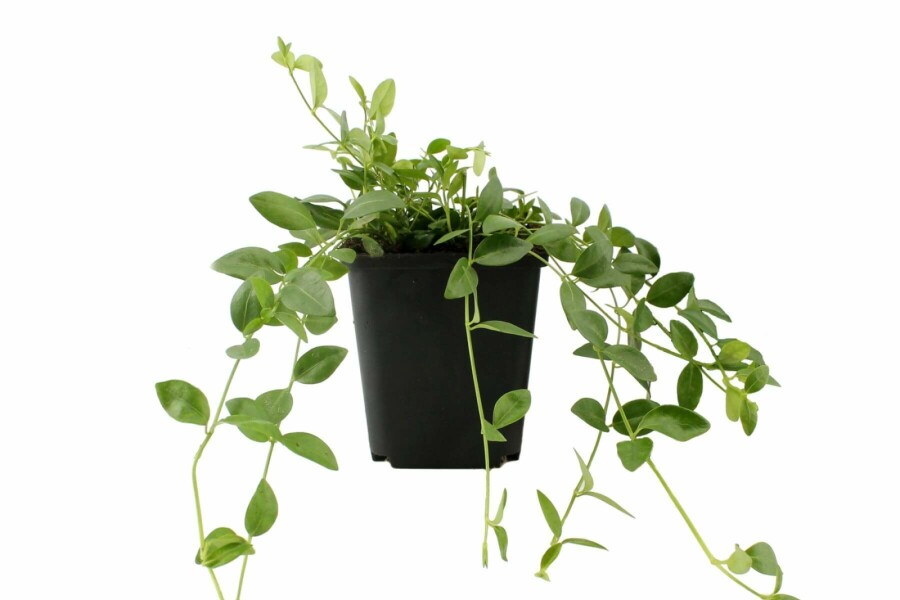 Kleinblättriges weißes Immergrün Vinca minor 'Gertrude Jekyll' 5-10 Topf 9x9 cm (P9) Vinca minor 'Gertrude Jekyll'