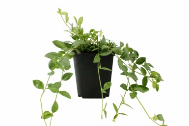 Kleinblättriges weißes Immergrün Vinca minor 'Gertrude Jekyll' 5-10 Topf 9x9 cm (P9) Vinca minor 'Gertrude Jekyll'