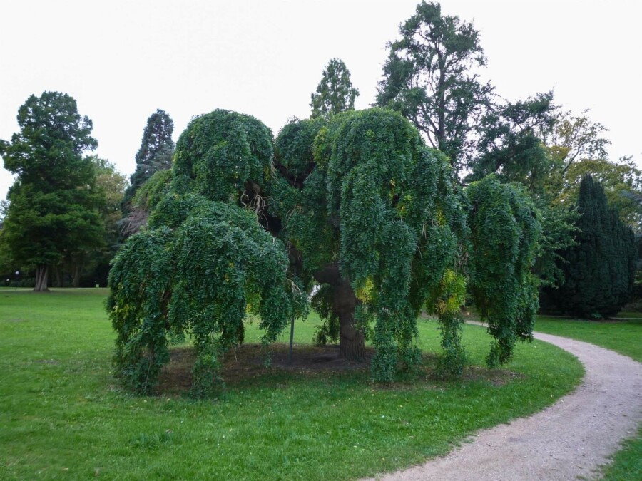 Hänge-Esche (Fraxinus 'Pendula') Trauerförmig kaufen
