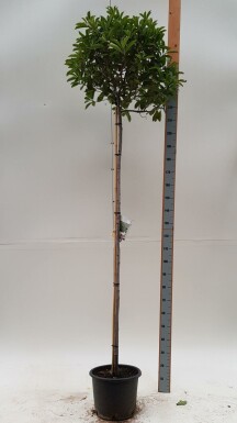 Glanzmispelbäume Photinia fraseri 'Red Robin' Kugelförmig Photinia fraseri 'Red Robin' Kugelförmig