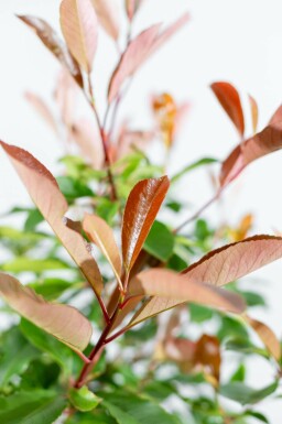 Glanzmispelbäume Photinia fraseri 'Red Robin' Kugelförmig Photinia fraseri 'Red Robin' Kugelförmig