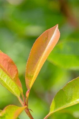 Glanzmispelbäume Photinia fraseri 'Red Robin' Kugelförmig Stammhöhe 90 T Photinia fraseri 'Red Robin' Kugelförmig 90cm Stamm