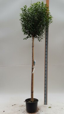 Mittlere Weichsel Prunus x eminens 'Umbraculifera' Kugelförmig Prunus x eminens 'Umbraculifera' Kugelförmig