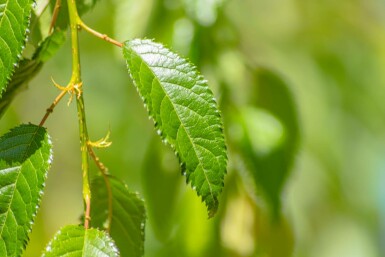 Japanische Blütenkirsche Prunus serrulata 'Kiku-shidare-zakura' Trauerförmig Prunus serrulata 'Kiku-shidare-zakura' Trauerform