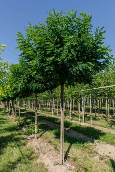 Kugelrobinie Robinia pseudoacacia 'Umbraculifera' kugelförmig stammumfang 6-8 stammhöhe 120 T Robinia pseudoacacia 'Umbraculifera' Halbstamm 6/8 120cm Stamm